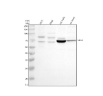 Western blot analysis of MSL1 using anti-MSL1 antibody. Electrophoresis was performed on a 10% SDS-PAGE gel at 80V (Stacking gel) / 120V (Resolving gel) for 2 hours. Lane 1: human 293T whole cell lysates, Lane 2: human K562 whole cell lysates, Lane 3: rat testis tissue lysates, Lane 4: rat brain tissue lysates. After electrophoresis, proteins were transferred to a nitrocellulose membrane at 150 mA for 50-90 minutes. Blocked the membrane with 5% non-fat milk/TBS for 1.5 hour at RT. The membrane was incubated with rabbit anti-MSL1 antibody at 0.5 ug/ml overnight at 4oC, then washed with TBS-0.1%Tween 3 times with 5 minutes each and probed with a goat anti-rabbit IgG-HRP secondary antibody at a dilution of 1:5000 for 1.5 hour at RT. The signal was developed using an ECL Plus Western Blotting Substrate. A specific band was detected for MSL1 at approximately 67 kDa. The expected molecular weight of MSL1 is ~67 kDa.