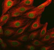 Immunofluorescent staining of MSL1 using anti-MSL1 antibody (green) and anti-Beta Tubulin antibody (red). MSL1 was detected in an immunocytochemical section of U2OS cells. Enzyme antigen retrieval was performed using IHC enzyme antigen retrieval reagent for 15 mins. The cells were blocked with 10% goat serum. And then incubated with 5 ug/ml rabbit anti-MSL1 antibody and mouse anti-Beta Tubulin antibody overnight at 4oC. DyLight 488 Conjugated Goat Anti-Rabbit IgG and Cy3 Conjugated Goat Anti-Mouse IgG were used as secondary antibody at 1:500 dilution and incubated for 30 minutes at 37oC. Visualize using a fluorescence microscope and filter sets appropriate for the label used.