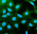 Immunofluorescent staining of FFPE human HeLa cells with HAUS8 antibody (green) and DAPI nuclear stain (blue). HIER: steam section in pH6 citrate buffer for 20 min.