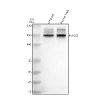 Western blot analysis of MAGI2 using anti-MAGI2 antibody. Lane 1: rat brain tissue lysates, Lane 2: mouse brain tissue lysates. After electrophoresis, proteins were transferred to a nitrocellulose membrane at 150 mA for 50-90 minutes. Blocked the membrane with 5% non-fat milk/TBS for 1.5 hour at RT. The membrane was incubated with rabbit anti-MAGI2 antibody at 0.5 ug/ml overnight at 4oC, then washed with TBS-0.1%Tween 3 times with 5 minutes each and probed with a goat anti-rabbit IgG-HRP secondary antibody at a dilution of 1:5000 for 1.5 hour at RT. The signal was developed using enhanced chemiluminescent. A major band is detected at ~149 kDa, slightly lower than the predicted 159 kDa and consistent with published reports for full-length MAGI2 (145-155 kDa). Additional weaker bands above and below likely represent phosphorylated or truncated isoforms frequently observed in neural tissue.