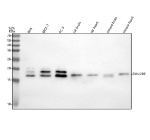 Western blot analysis of SYNJ2BP using anti-SYNJ2BP antibody. Lane 1: human RT4 whole cell lysates, Lane 2: human MCF-7 whole cell lysates, Lane 3: human PC-3 whole cell lysates, Lane 4: rat brain tissue lysates, Lane 5: rat heart tissue lysates, Lane 6: mouse brain tissue lysates, Lane 7: mouse heart tissue lysates. After electrophoresis, proteins were transferred to a nitrocellulose membrane at 150 mA for 50-90 minutes. Blocked the membrane with 5% non-fat milk/TBS for 1.5 hour at RT. The membrane was incubated with rabbit anti-SYNJ2BP antibody at 0.5 ug/ml overnight at 4oC, then washed with TBS-0.1%Tween 3 times with 5 minutes each and probed with a goat anti-rabbit IgG-HRP secondary antibody at a dilution of 1:5000 for 1.5 hour at RT. The signal was developed using enhanced chemiluminescent. Western blot analysis of cell and tissue lysates probed with anti-SYNJ2BP shows a major band at the expected ~16 kDa and an additional ~18 kDa band present only in human samples, corresponding to the N-glycosylated form of SYNJ2BP. This glycosylation occurs at Asn 108 in the human protein, a modification not efficiently conserved in mouse or rat orthologs.