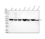 Western blot analysis of WDR4 using anti-WDR4 antibody. Lane 1: human HepG2 whole cell lysates, Lane 2: human Hela whole cell lysates, Lane 3: human 293T whole cell lysates, Lane 4: rat heart tissue lysates, Lane 5: rat liver tissue lysates, Lane 6: mouse heart tissue lysates, Lane 7: mouse liver tissue lysates. After electrophoresis, proteins were transferred to a nitrocellulose membrane at 150 mA for 50-90 minutes. Blocked the membrane with 5% non-fat milk/TBS for 1.5 hour at RT. The membrane was incubated with rabbit anti-WDR4 antibody at 1:500 overnight at 4oC, then washed with TBS-0.1%Tween 3 times with 5 minutes each and probed with a goat anti-rabbit IgG-HRP secondary antibody at a dilution of 1:500 for 1.5 hour at RT. The signal was developed using enhanced chemiluminescent. A specific band was detected for WDR4 at approximately 45 kDa. The expected molecular weight of WDR4 is ~45 kDa.