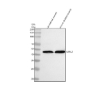 Western blot analysis of NPRL2 using anti-NPRL2 antibody. Lane 1: rat skeletal muscle tissue lysates, Lane 2: mouse skeletal muscle tissue lysates. After electrophoresis, proteins were transferred to a nitrocellulose membrane at 150 mA for 50-90 minutes. Blocked the membrane with 5% non-fat milk/TBS for 1.5 hour at RT. The membrane was incubated with rabbit anti-NPRL2 antibody at 0.5 ug/ml overnight at 4oC, then washed with TBS-0.1%Tween 3 times with 5 minutes each and probed with a goat anti-rabbit IgG-HRP secondary antibody at a dilution of 1:5000 for 1.5 hour at RT. The signal was developed using enhanced chemiluminescent. The expected molecular weight of NPRL2 is ~44 kDa.