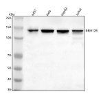 Western blot analysis of RBM12B using anti-RBM12B antibody. Lane 1: human whole cell lysates, Lane 2: human Hela whole cell lysates, Lane 3: human HepG2 whole cell lysates, Lane 4: human Jurkat whole cell lysates. After electrophoresis, proteins were transferred to a nitrocellulose membrane at 150 mA for 50-90 minutes. Blocked the membrane with 5% non-fat milk/TBS for 1.5 hour at RT. The membrane was incubated with rabbit anti-RBM12B antibody at 0.5 ug/ml overnight at 4oC, then washed with TBS-0.1%Tween 3 times with 5 minutes each and probed with a goat anti-rabbit IgG-HRP secondary antibody at a dilution of 1:5000 for 1.5 hour at RT. The signal was developed using enhanced chemiluminescent. A prominent band is detected at ~130 kDa, slightly higher than the calculated ~118 kDa. The slower migration is consistent with reported observations for RBM12B and with phosphorylation- or low-complexity-region-related migration behavior typical of RNA-binding proteins.