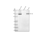 Immunoprecipitating (IP) RBM12B in whole cell lysate. Western blot analysis of RBM12B using anti-RBM12B antibody; Lane 1: whole cell lysates (30ug); Lane 2: Rabbit control IgG instead of anti-RBM12B antibody in whole cell lysate; Lane 3: anti-RBM12B antibody (2ug) + whole cell lysate (500ug). After electrophoresis, proteins were transferred to a membrane. Then the membrane was incubated with rabbit anti-RBM12B antibody at a dilution of 0.5 ug/ml and probed with a goat anti-rabbit IgG-HRP secondary antibody. The signal is developed using ECL Plus Western Blotting Substrate. A specific band was detected for RBM12B at approximately 130 kDa. The expected molecular weight of RBM12B is at 118 kDa.