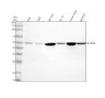 Western blot analysis of PIP4K2B using anti-PIP4K2B antibody. Electrophoresis was performed on a 10% SDS-PAGE gel at 80V (Stacking gel) / 120V (Resolving gel) for 2 hours. Lane 1: human Hela whole cell lysates, Lane 2: human 293T whole cell lysates, Lane 3: rat brain tissue lysates, Lane 4: rat PC-12 whole cellue lysates, Lane 5: mouse brain tissue lysates, Lane 6: mouse NIH/3T3 whole cell lysates. After electrophoresis, proteins were transferred to a nitrocellulose membrane at 150 mA for 50-90 minutes. Blocked the membrane with 5% non-fat milk/TBS for 1.5 hour at RT. The membrane was incubated with rabbit anti-PIP4K2B antibody at 0.5 ug/ml overnight at 4oC, then washed with TBS-0.1%Tween 3 times with 5 minutes each and probed with a goat anti-rabbit IgG-HRP secondary antibody at a dilution of 1:5000 for 1.5 hour at RT. The signal was developed using an ECL Plus Western Blotting Substrate. The expected molecular weight of PIP4K2B is ~47 kDa.