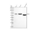 Western blot analysis of EDEM1 using anti-EDEM1 antibody. Electrophoresis was performed on a 10% SDS-PAGE gel at 80V (Stacking gel) / 120V (Resolving gel) for 2 hours. Lane 1: human THP-1 whole cell lysates, Lane 2: rat liver tissue lysates, Lane 3: mouse liver tissue lysates. After electrophoresis, proteins were transferred to a nitrocellulose membrane at 150 mA for 50-90 minutes. Blocked the membrane with 5% non-fat milk/TBS for 1.5 hour at RT. The membrane was incubated with rabbit anti-EDEM1 antibody at 0.5 ug/ml overnight at 4oC, then washed with TBS-0.1%Tween 3 times with 5 minutes each and probed with a goat anti-rabbit IgG-HRP secondary antibody at a dilution of 1:5000 for 1.5 hour at RT. The signal was developed using an ECL Plus Western Blotting Substrate. Western blot analysis of cell and tissue lysates probed with anti-EDEM1 shows a major band at ~66 kDa, slightly below the predicted ~74 kDa, consistent with partial processing and variable glycosylation. The mouse liver band migrates lower than human and rat EDEM1, reflecting species-specific differences in N-glycosylation efficiency.