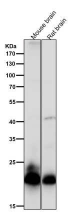 All lanes use the RAC3 antibody at 1:2000 dilution for 1 hour at room temperature. Predicted molecular weight ~21 kDa.