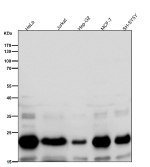 All lanes use the RAC3 antibody at 1:2000 dilution for 1 hour at room temperature. Predicted molecular weight ~21 kDa.