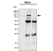 Immunoprecipitation analysis using the antibody at 1:50 dilution (Western blot at 1:1000 dilution). Predicted molecular weight ~89 kDa.