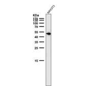 Mouse NIH 3T3 cell lysate tested with Phospho-Vimentin (Ser39) antibody at 1:1000 dilution for 1 hour at room temperature. Predicted molecular weight ~53-58 kDa.