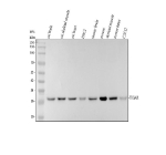 Western blot analysis of TIGAR using anti-TIGAR antibody. Electrophoresis was performed on a 10% SDS-PAGE gel at 80V (Stacking gel) / 120V (Resolving gel) for 2 hours. Lane 1: rat brain tissue lysates, Lane 2: rat skeletal muscle tissue lysates, Lane 3: rat heart tissue lysates, Lane 4: rat H9C2 whole cell lysates, Lane 5: mouse brain tissue lysates, Lane 6: mouse skeletal muscle tissue lysates, Lane 7: mouse heart tissue lysates, Lane 8: mouse C2C12 whole cell lysates. After electrophoresis, proteins were transferred to a nitrocellulose membrane at 150 mA for 50-90 minutes. Blocked the membrane with 5% non-fat milk/TBS for 1.5 hour at RT. The membrane was incubated with rabbit anti-TIGAR antibody at 0.5 ug/ml overnight at 4oC, then washed with TBS-0.1%Tween 3 times with 5 minutes each and probed with a goat anti-rabbit IgG-HRP secondary antibody at a dilution of 1:5000 for 1.5 hour at RT. The signal was developed using an ECL Plus Western Blotting Substrate. A specific band was detected for TIGAR at approximately 30 kDa. The expected molecular weight of TIGAR is ~30 kDa.