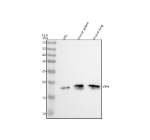 Western blot analysis of CD42a/GP9 using anti-Glycoprotein 9 antibody. Electrophoresis was performed on a 12% SDS-PAGE gel at 80V (Stacking gel) / 120V (Resolving gel) for 2 hours. Lane 1: human HEL whole cell lysates, Lane 2: mouse spleen tissue lysates, Lane 3: mouse lung tissue lysates. After electrophoresis, proteins were transferred to a nitrocellulose membrane at 150 mA for 50-90 minutes. Blocked the membrane with 5% non-fat milk/TBS for 1.5 hour at RT. The membrane was incubated with rabbit anti-Glycoprotein 9 antibody at 0.5 ug/ml overnight at 4oC, then washed with TBS-0.1%Tween 3 times with 5 minutes each and probed with a goat anti-rabbit IgG-HRP secondary antibody at a dilution of 1:5000 for 1.5 hour at RT. The signal was developed using an ECL Plus Western Blotting Substrate. A specific band was detected for CD42a/GP9 at approximately 19 kDa. The expected molecular weight of CD42a/GP9 is at 19 kDa.