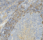 Immunohistochemical staining of CD42a/GP9 using anti-CD42a/GP9 antibody. CD42a/GP9 was detected in a paraffin-embedded section of human tonsil tissue. Heat mediated antigen retrieval was performed in EDTA buffer (pH 8.0, epitope retrieval solution). The tissue section was blocked with 10% goat serum. The tissue section was then incubated with 2 ug/ml rabbit anti-CD42a/GP9 antibody overnight at 4oC. Peroxidase Conjugated Goat Anti-rabbit IgG was used as secondary antibody and incubated for 30 minutes at 37oC. The tissue section was developed using an HRP secondary and DAB substrate.