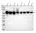 Western blot analysis of ORC2 using anti-ORC2 antibody. Lane 1: human MCF-7 whole cell lysates, Lane 2: human PC-3 whole cell lysates, Lane 3: human whole cell lysates, Lane 4: human whole cell lysates, Lane 5: rat testis tissue lysates, Lane 6: rat PC-12 whole cell lysates, Lane 7: mouse testis tissue lysates, Lane 8: mouse NIH/3T3 whole cell lysates. After electrophoresis, proteins were transferred to a nitrocellulose membrane at 150 mA for 50-90 minutes. Blocked the membrane with 5% non-fat milk/TBS for 1.5 hour at RT. The membrane was incubated with rabbit anti-ORC2 antibody at 0.25 ug/ml overnight at 4oC, then washed with TBS-0.1%Tween 3 times with 5 minutes each and probed with a goat anti-rabbit IgG-HRP secondary antibody at a dilution of 1:5000 for 1.5 hour at RT. The signal was developed using enhanced chemiluminescent. Western blot analysis of multiple cell and tissue lysates probed with anti-ORC2 shows a major band at ~74 kDa, slightly higher than the predicted ~68 kDa, consistent with phosphorylated ORC2. Additional weaker upper and lower bands represent differential phosphorylation states associated with cell-cycle regulation.