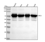Western blot analysis of ORC2 using anti-ORC2 antibody. Lane 1: human HepG2 whole cell lysates, Lane 2: human Hela whole cell lysates, Lane 3: human 293T whole cell lysates, Lane 4: human U20S whole cell lysates. After electrophoresis, proteins were transferred to a nitrocellulose membrane at 150 mA for 50-90 minutes. Blocked the membrane with 5% non-fat milk/TBS for 1.5 hour at RT. The membrane was incubated with rabbit anti-ORC2 antibody at 0.5 ug/ml overnight at 4oC, then washed with TBS-0.1%Tween 3 times with 5 minutes each and probed with a goat anti-rabbit IgG-HRP secondary antibody at a dilution of 1:5000 for 1.5 hour at RT. The signal was developed using enhanced chemiluminescent. Western blot analysis of multiple cell and tissue lysates probed with anti-ORC2 shows a major band at ~74 kDa, slightly higher than the predicted ~68 kDa, consistent with phosphorylated ORC2. Additional weaker upper and lower bands represent differential phosphorylation states associated with cell-cycle regulation.
