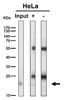 Immunoprecipitation analysis using the RAB22A antibody at 1:50 dilution (Western blot at 1:1000 dilution). Predicted molecular weight ~22 kDa.