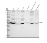 Western blot analysis of TRIM31 using anti-TRIM31 antibody. Electrophoresis was performed on a 10% SDS-PAGE gel at 80V (Stacking gel) / 120V (Resolving gel) for 2 hours. Lane 1: human RT4 whole cell lysates, Lane 2: human whole cell lysates, Lane 3: human Caco-2 whole cell lysates, Lane 4: rat stomach tissue lysates, Lane 5: mouse small intestine tissue lysates, Lane 6: mouse stomach tissue lysates. After electrophoresis, proteins were transferred to a nitrocellulose membrane at 150 mA for 50-90 minutes. Blocked the membrane with 5% non-fat milk/TBS for 1.5 hour at RT. The membrane was incubated with rabbit anti-TRIM31 antibody at 0.5 ug/ml overnight at 4oC, then washed with TBS-0.1%Tween 3 times with 5 minutes each and probed with a goat anti-rabbit IgG-HRP secondary antibody at a dilution of 1:5000 for 1.5 hour at RT. The signal was developed using an ECL Plus Western Blotting Substrate. A specific band was detected for TRIM31 at approximately 48 kDa. The expected molecular weight of TRIM31 is ~48 kDa.