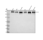 Western blot analysis of RB1CC1 using anti-RB1CC1 antibody. Electrophoresis was performed on a 8% SDS-PAGE gel at 80V (Stacking gel) / 120V (Resolving gel) for 2 hours. Lane 1: human K562 whole cell lysates, Lane 2: human HEL whole cell lysates, Lane 3: rat testis tissue lysates, Lane 4: rat C6 whole cell lysates, Lane 5: mouse testis tissue lysates, Lane 6: mouse NIH/3T3 whole cell lysates. After electrophoresis, proteins were transferred to a nitrocellulose membrane at 150 mA for 50-90 minutes. Blocked the membrane with 5% non-fat milk/TBS for 1.5 hour at RT. The membrane was incubated with rabbit anti-RB1CC1 antibody at 0.5 ug/ml overnight at 4oC, then washed with TBS-0.1%Tween 3 times with 5 minutes each and probed with a goat anti-rabbit IgG-HRP secondary antibody at a dilution of 1:5000 for 1.5 hour at RT. The signal was developed using an ECL Plus Western Blotting Substrate. Western blot probed with anti-RB1CC1 (FIP200) shows a strong band at ~230 kDa, higher than the predicted ~183 kDa, consistent with the phosphorylated, slow-migrating form of FIP200 commonly observed on SDS-PAGE.