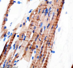 Immunohistochemical staining of RB1CC1 using anti-RB1CC1 antibody. RB1CC1 was detected in a paraffin-embedded section of rat heart tissue. Heat mediated antigen retrieval was performed in EDTA buffer (pH 8.0, epitope retrieval solution). The tissue section was blocked with 10% goat serum. The tissue section was then incubated with 2 ug/ml rabbit anti-RB1CC1 antibody overnight at 4oC. Peroxidase Conjugated Goat Anti-rabbit IgG was used as secondary antibody and incubated for 30 minutes at 37oC. The tissue section was developed using an HRP secondary and DAB substrate.