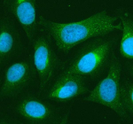 Immunofluorescent staining of RB1CC1 using anti-RB1CC1 antibody (green). RB1CC1 was detected in an immunocytochemical section of U2OS cells. Enzyme antigen retrieval was performed using IHC enzyme antigen retrieval reagent for 15 mins. The cells were blocked with 10% goat serum. And then incubated with 5 ug/ml rabbit anti-RB1CC1 antibody overnight at 4oC. DyLight 488 Conjugated Goat Anti-Rabbit IgG was used as secondary antibody at 1:500 dilution and incubated for 30 minutes at 37oC. The section was counterstained with DAPI nuclear stain (blue). Visualize using a fluorescence microscope and filter sets appropriate for the label used.