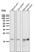 All lanes use the TIMM22 antibody at 1:2000 dilution for 1 hour at room temperature. Predicted molecular weight ~20 kDa.
