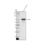 Western blot analysis of OAT1/SLC22A6 using anti-OAT1 antibody. Lane 1: human placenta tissue lysates. After electrophoresis, proteins were transferred to a nitrocellulose membrane at 150 mA for 50-90 minutes. Blocked the membrane with 5% non-fat milk/TBS for 1.5 hour at RT. The membrane was incubated with rabbit anti-OAT1 antibody at 0.5 ug/ml overnight at 4oC, then washed with TBS-0.1%Tween 3 times with 5 minutes each and probed with a goat anti-rabbit IgG-HRP secondary antibody at a dilution of 1:5000 for 1.5 hour at RT. The signal was developed using enhanced chemiluminescent. Western blot probed with anti-SLC22A6 (OAT1) shows a main band at ~70 kDa, higher than the predicted ~62 kDa, consistent with the mature N-glycosylated transporter. Additional higher and lower bands represent different glycosylation states of OAT1.