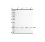 Western blot analysis of SLIRP using anti-SLIRP antibody. Electrophoresis was performed on a 12% SDS-PAGE gel at 80V (Stacking gel) / 120V (Resolving gel) for 2 hours. Lane 1: human Caco-2 whole cell lysates, Lane 2: human MCF-7 whole cell lysates, Lane 3: human PC-3 whole cell lysates, Lane 4: human whole cell lysates. After electrophoresis, proteins were transferred to a nitrocellulose membrane at 150 mA for 50-90 minutes. Blocked the membrane with 5% non-fat milk/TBS for 1.5 hour at RT. The membrane was incubated with rabbit anti-SLIRP antibody at 0.5 ug/ml overnight at 4oC, then washed with TBS-0.1%Tween 3 times with 5 minutes each and probed with a goat anti-rabbit IgG-HRP secondary antibody at a dilution of 1:5000 for 1.5 hour at RT. The signal was developed using an ECL Plus Western Blotting Substrate. The expected molecular weight of SLIRP is ~12 kDa.
