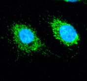 Immunofluorescent staining of SLIRP using anti-SLIRP antibody (green). SLIRP was detected in an immunocytochemical section of cells. Enzyme antigen retrieval was performed using IHC enzyme antigen retrieval reagent for 15 mins. The cells were blocked with 10% goat serum. And then incubated with 5 ug/ml rabbit anti-SLIRP antibody overnight at 4oC. DyLight 488 Conjugated Goat Anti-Rabbit IgG was used as secondary antibody at 1:500 dilution and incubated for 30 minutes at 37oC. The section was counterstained with DAPI nuclear stain (blue). Visualize using a fluorescence microscope and filter sets appropriate for the label used.