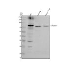 Western blot analysis of ZIP8/SLC39A8 using anti-SLC39A8 antibody. Electrophoresis was performed on a 10% SDS-PAGE gel at 80V (Stacking gel) / 120V (Resolving gel) for 2 hours. Lane 1: human HEL whole cell lysates, Lane 2: rat lung tissue lysates, Lane 3: mouse lung tissue lysates. After electrophoresis, proteins were transferred to a nitrocellulose membrane at 150 mA for 50-90 minutes. Blocked the membrane with 5% non-fat milk/TBS for 1.5 hour at RT. The membrane was incubated with rabbit anti-SLC39A8 antibody at 0.5 ug/ml overnight at 4oC, then washed with TBS-0.1%Tween 3 times with 5 minutes each and probed with a goat anti-rabbit IgG-HRP secondary antibody at a dilution of 1:5000 for 1.5 hour at RT. The signal was developed using an ECL Plus Western Blotting Substrate. Western blot probed with anti-SLC39A8 shows a dominant band at ~80 kDa, higher than the predicted ~50 kDa, consistent with the N-glycosylated form of the ZIP8 transporter.