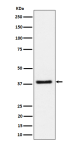 Western blot analysis of UCHL5IP/HAUS7 expression in human Jurkat cell lysate using HAUS7 antibody. Predicted molecular weight ~40 kDa.