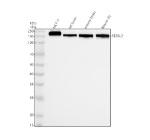 Western blot analysis of SEZ6L2 using anti-SEZ6L2 antibody. Electrophoresis was performed on a 10% SDS-PAGE gel at 80V (Stacking gel) / 120V (Resolving gel) for 2 hours. Lane 1: human MCF-7 whole cell lysates, Lane 2: rat brain tissue lysates, Lane 3: mouse brain tissue lysates, Lane 4: mouse Neuro-2a whole cell lysates. After electrophoresis, proteins were transferred to a nitrocellulose membrane at 150 mA for 50-90 minutes. Blocked the membrane with 5% non-fat milk/TBS for 1.5 hour at RT. The membrane was incubated with rabbit anti-SEZ6L2 antibody at 0.5 ug/ml overnight at 4oC, then washed with TBS-0.1%Tween 3 times with 5 minutes each and probed with a goat anti-rabbit IgG-HRP secondary antibody at a dilution of 1:5000 for 1.5 hour at RT. The signal was developed using an ECL Plus Western Blotting Substrate. Western blot probed with anti-SEZ6L2 shows a strong band at ~180 kDa, higher than the predicted ~98 kDa, consistent with the mature, heavily N-glycosylated form of SEZ6L2.