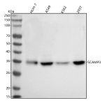 Western blot analysis of SCAMP3 using anti-SCAMP3 antibody. Lane 1: human HUH-7 whole cell lysates, Lane 2: human whole cell lysates, Lane 3: human K562 whole cell lysates, Lane 4: human 293T whole cell lysates. After electrophoresis, proteins were transferred to a nitrocellulose membrane at 150 mA for 50-90 minutes. Blocked the membrane with 5% non-fat milk/TBS for 1.5 hour at RT. The membrane was incubated with rabbit anti-SCAMP3 antibody at 0.5 ug/ml overnight at 4oC, then washed with TBS-0.1%Tween 3 times with 5 minutes each and probed with a goat anti-rabbit IgG-HRP secondary antibody at a dilution of 1:5000 for 1.5 hour at RT. The signal was developed using enhanced chemiluminescent. The expected molecular weight of SCAMP3 is ~38 kDa.