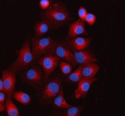 Immunofluorescent staining of FFPE human A549 cells with SCAMP3 antibody (red) and DAPI nuclear stain (blue). HIER: steam section in pH6 citrate buffer for 20 min.