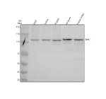 Western blot analysis of EMC1 using anti-EMC1 antibody. Electrophoresis was performed on a 8% SDS-PAGE gel at 80V (Stacking gel) / 120V (Resolving gel) for 2 hours. Lane 1: human 293T whole cell lysates, Lane 2: human Jurkat whole cell lysates, Lane 3: human HepG2 whole cell lysates, Lane 4: rat brain tissue lysates, Lane 5: mouse brain tissue lysates. After electrophoresis, proteins were transferred to a nitrocellulose membrane at 150 mA for 50-90 minutes. Blocked the membrane with 5% non-fat milk/TBS for 1.5 hour at RT. The membrane was incubated with rabbit anti-EMC1 antibody at 0.5 ug/ml overnight at 4oC, then washed with TBS-0.1%Tween 3 times with 5 minutes each and probed with a goat anti-rabbit IgG-HRP secondary antibody at a dilution of 1:5000 for 1.5 hour at RT. The signal was developed using an ECL Plus Western Blotting Substrate. A specific band was detected for EMC1 at approximately 112 kDa. The expected molecular weight of EMC1 is ~112 kDa.
