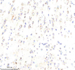 Immunohistochemical staining of ABR using anti-ABR antibody. ABR was detected in a paraffin-embedded section of rat brain tissue. Heat mediated antigen retrieval was performed in EDTA buffer (pH 8.0, epitope retrieval solution). The tissue section was blocked with 10% goat serum. The tissue section was then incubated with 2 ug/ml rabbit anti-ABR antibody overnight at 4oC. Peroxidase Conjugated Goat Anti-rabbit IgG was used as secondary antibody and incubated for 30 minutes at 37oC. The tissue section was developed using an HRP secondary and DAB substrate.