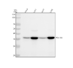 Western blot analysis of PDLIM4 using anti-PDLIM4 antibody. Lane 1: human Hacat whole cell lysates, Lane 2: human U251 whole cell lysates, Lane 3: human whole cell lysates, Lane 4: human U20S whole cell lysates. After electrophoresis, proteins were transferred to a nitrocellulose membrane at 150 mA for 50-90 minutes. Blocked the membrane with 5% non-fat milk/TBS for 1.5 hour at RT. The membrane was incubated with rabbit anti-PDLIM4 antibody at 0.5 ug/ml overnight at 4oC, then washed with TBS-0.1%Tween 3 times with 5 minutes each and probed with a goat anti-rabbit IgG-HRP secondary antibody at a dilution of 1:5000 for 1.5 hour at RT. The signal was developed using enhanced chemiluminescent. The expected molecular weight of PDLIM4 is at 35 kDa.