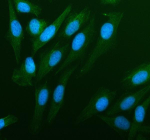 Immunofluorescent staining of PDLIM4 using anti-PDLIM4 antibody (green). PDLIM4 was detected in an immunocytochemical section of U2OS cells. Enzyme antigen retrieval was performed using IHC enzyme antigen retrieval reagent for 15 mins. The cells were blocked with 10% goat serum. And then incubated with 5 ug/ml rabbit anti-PDLIM4 antibody overnight at 4oC. DyLight 488 Conjugated Goat Anti-Rabbit IgG was used as secondary antibody at 1:500 dilution and incubated for 30 minutes at 37oC. The section was counterstained with DAPI nuclear stain (blue). Visualize using a fluorescence microscope and filter sets appropriate for the label used.
