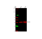 Western blot analysis of PDLIM4 using anti-PDLIM4 antibody. Lane 1: human U251 whole cell lysates, Lane 2: human U20S whole cell lysates. After electrophoresis, proteins were transferred to a nitrocellulose membrane at 150 mA for 50-90 minutes. Blocked the membrane with 5% non-fat milk/TBS for 1.5 hour at RT. The membrane was incubated with rabbit anti-PDLIM4 antibody at 0.5 ug/ml overnight at 4oC, then washed with TBS-0.1%Tween 3 times with 5 minutes each and probed with a goat anti-rabbit IgG-DyLight 647 Conjugated secondary antibody at a dilution of 1:2000 for 1.5 hour at RT. The expected molecular weight of PDLIM4 is at 35 kDa.