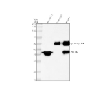 Immunoprecipitating (IP) PDLIM4 in U251 whole cell lysate. Western blot analysis of PDLIM4 using anti-PDLIM4 antibody; Lane 1: U251 whole cell lysates (30ug); Lane 2: Rabbit control IgG instead of anti-PDLIM4 antibody in U251 whole cell lysate; Lane 3: anti-PDLIM4 antibody (2ug) + U251 whole cell lysate (500ug). After electrophoresis, proteins were transferred to a membrane. Then the membrane was incubated with rabbit anti-PDLIM4 antibody at a dilution of 0.5 ug/ml and probed with a goat anti-rabbit IgG-HRP secondary antibody. The signal is developed using ECL Plus Western Blotting Substrate. The expected molecular weight of PDLIM4 is at 35 kDa.