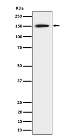 Western blot analysis of SAFB expression in human 293 cell lysate shows a strong band at ~150 kDa, higher than the predicted ~102 kDa, consistent with the phosphorylated and structurally disordered nature of the SAFB protein that causes slower migration on SDS-PAGE.