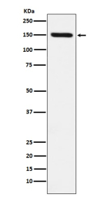 Western blot analysis of CD163 expression in human fetal liver cell lysate probed with anti-CD163 antibody shows a strong band at ~150 kDa, higher than the predicted ~130 kDa, consistent with the mature N-glycosylated form of the CD163 membrane receptor.