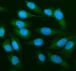 Immunofluorescent staining of MAP2K1 using anti-MAP2K1 antibody (green). MAP2K1 was detected in an immunocytochemical section of U2OS cells. Enzyme antigen retrieval was performed using IHC enzyme antigen retrieval reagent for 15 mins. The cells were blocked with 10% goat serum. And then incubated with 5 ug/ml rabbit anti-MAP2K1 antibody overnight at 4oC. DyLight 488 Conjugated Goat Anti-Rabbit IgG was used as secondary antibody at 1:500 dilution and incubated for 30 minutes at 37oC. The section was counterstained with DAPI nuclear stain (blue). Visualize using a fluorescence microscope and filter sets appropriate for the label used.
