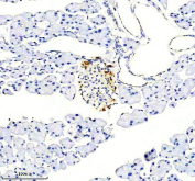Somatostatin 28 Antibody. Immunohistochemistry analysis of formalin-fixed, paraffin-embedded rat pancreas tissue using a rabbit Somatostatin 28 antibody. Heat-induced antigen retrieval was performed in EDTA buffer at pH 8.0. The section was blocked with goat serum and incubated with primary antibody overnight at 4oC, followed by a peroxidase-conjugated goat anti-rabbit IgG secondary antibody. Cytoplasmic HRP-DAB brown staining is observed in pancreatic islet cells, consistent with Somatostatin 28 expression in endocrine cell populations within the pancreas.