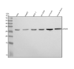 Western blot analysis of ATG10 using anti-ATG10 antibody. Lane 1: human Hela whole cell lysates, Lane 2: human HepG2 whole cell lysates, Lane 3: human MCF-7 whole cell lysates, Lane 4: human SH-SY5Y whole cell lysates, Lane 5: rat brain tissue lysates, Lane 6: mouse brain tissue lysates. After electrophoresis, proteins were transferred to a nitrocellulose membrane at 150 mA for 50-90 minutes. Blocked the membrane with 5% non-fat milk/TBS for 1.5 hour at RT. The membrane was incubated with rabbit anti-ATG10 antibody at 1:1000 overnight at 4oC, then washed with TBS-0.1%Tween 3 times with 5 minutes each and probed with a goat anti-rabbit IgG-HRP secondary antibody at a dilution of 1:500 for 1.5 hour at RT. The signal was developed using enhanced chemiluminescent. The expected molecular weight of ATG10 is ~25 kDa.