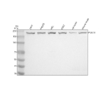Western blot analysis of PSME4 using anti-PSME4 antibody. Electrophoresis was performed on a 8% SDS-PAGE gel at 80V (Stacking gel) / 120V (Resolving gel) for 2 hours. Lane 1: human 293T whole cell lysates, Lane 2: human HepG2 whole cell lysates, Lane 3: human HEL whole cell lysates, Lane 4: human K562 whole cell lysates, Lane 5: rat testis tissue lysates, Lane 6: mouse testis tissue lysates. After electrophoresis, proteins were transferred to a nitrocellulose membrane at 150 mA for 50-90 minutes. Blocked the membrane with 5% non-fat milk/TBS for 1.5 hour at RT. The membrane was incubated with rabbit anti-PSME4 antibody at 0.5 ug/ml overnight at 4oC, then washed with TBS-0.1%Tween 3 times with 5 minutes each and probed with a goat anti-rabbit IgG-HRP secondary antibody at a dilution of 1:5000 for 1.5 hour at RT. The signal was developed using an ECL Plus Western Blotting Substrate. A specific band was detected for PSME4 at approximately 211 kDa. The expected molecular weight of PSME4 is ~211 kDa.