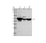 Western blot analysis of POLG2 using anti-POLG2 antibody. Electrophoresis was performed on a 10% SDS-PAGE gel at 80V (Stacking gel) / 120V (Resolving gel) for 2 hours. Lane 1: human MCF-7 whole cell lysates, Lane 2: human K562 whole cell lysates, Lane 3: human HepG2 whole cell lysates. After electrophoresis, proteins were transferred to a nitrocellulose membrane at 150 mA for 50-90 minutes. Blocked the membrane with 5% non-fat milk/TBS for 1.5 hour at RT. The membrane was incubated with rabbit anti-POLG2 antibody at 0.5 ug/ml overnight at 4oC, then washed with TBS-0.1%Tween 3 times with 5 minutes each and probed with a goat anti-rabbit IgG-HRP secondary antibody at a dilution of 1:5000 for 1.5 hour at RT. The signal was developed using an ECL Plus Western Blotting Substrate. A specific band was detected for POLG2 at approximately 55 kDa. The expected molecular weight of POLG2 is ~55 kDa.