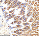 Immunohistochemical staining of RAB27B using anti-RAB27B antibody. RAB27B was detected in a paraffin-embedded section of mouse stomach tissue. Heat mediated antigen retrieval was performed in EDTA buffer (pH 8.0, epitope retrieval solution). The tissue section was blocked with 10% goat serum. The tissue section was then incubated with 2 ug/ml rabbit anti-RAB27B antibody overnight at 4oC. Peroxidase Conjugated Goat Anti-rabbit IgG was used as secondary antibody and incubated for 30 minutes at 37oC. The tissue section was developed using an HRP secondary and DAB substrate.