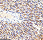 Immunohistochemical staining of RAB27B using anti-RAB27B antibody. RAB27B was detected in a paraffin-embedded section of rat stomach tissue. Heat mediated antigen retrieval was performed in EDTA buffer (pH 8.0, epitope retrieval solution). The tissue section was blocked with 10% goat serum. The tissue section was then incubated with 2 ug/ml rabbit anti-RAB27B antibody overnight at 4oC. Peroxidase Conjugated Goat Anti-rabbit IgG was used as secondary antibody and incubated for 30 minutes at 37oC. The tissue section was developed using an HRP secondary and DAB substrate.