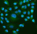 Immunofluorescent staining of RAB27B using anti-RAB27B antibody (green). RAB27B was detected in an immunocytochemical section of cells. Enzyme antigen retrieval was performed using IHC enzyme antigen retrieval reagent for 15 mins. The cells were blocked with 10% goat serum. And then incubated with 5 ug/ml rabbit anti-RAB27B antibody overnight at 4oC. DyLight 488 Conjugated Goat Anti-Rabbit IgG was used as secondary antibody at 1:500 dilution and incubated for 30 minutes at 37oC. The section was counterstained with DAPI nuclear stain (blue). Visualize using a fluorescence microscope and filter sets appropriate for the label used.